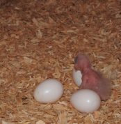 Amazon Parrot Eggs Available