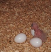 Amazon Parrot Eggs Available