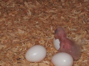 Amazon Parrot Eggs Available
