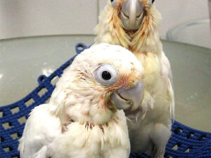 Baby Hand Reared Citron Crested