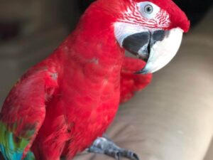 Baby Green-Winged Macaw Parrots