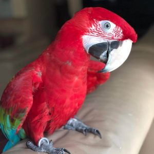 Baby Green-Winged Macaw Parrots