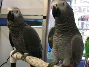 Pair African Grey Congo Parrot For Sale