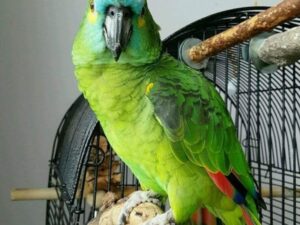 Gorgeous Blue Fronted Amazon Parrots