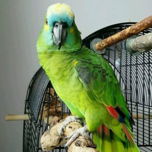 Gorgeous Blue Fronted Amazon Parrots