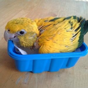 Baby Golden Conure Available