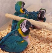 Blue and Gold Macaw Parrots