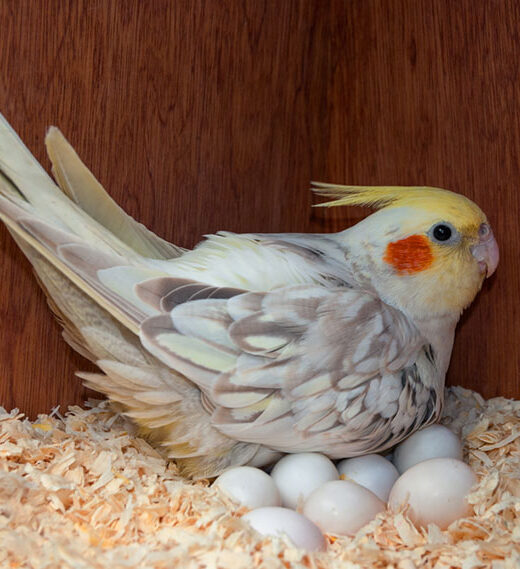 Cockatiel_sitting_on_eggs_in_nest