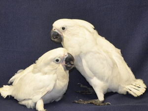 Baby Umbrella Cockatoo For Sale