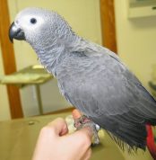 African Grey Congo Parrots