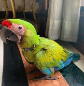 Baby Buffon Macaw Parrots