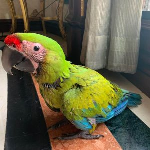 Baby Buffon Macaw Parrots