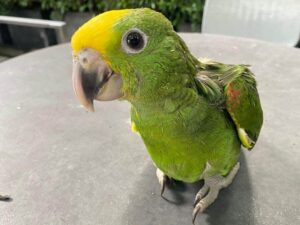 Baby Double Yellow Headed Amazon