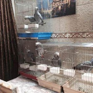 Pair African Grey Congo Parrot For Sale