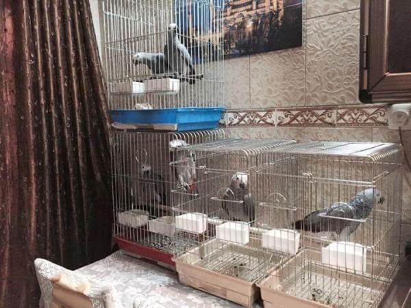 Pair African Grey Congo Parrot For Sale