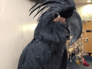 Baby Black Palm Cockatoos Parrots