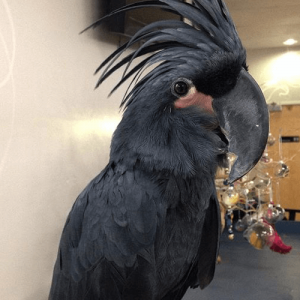 Baby Black Palm Cockatoos Parrots