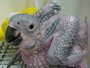 Hatch a Parrot Trial Pack