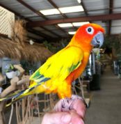 Sun Conure Parrots Available