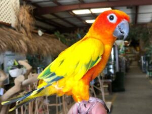 Sun Conure Parrots Available