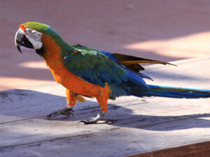 Baby Male & Female Tropicana Macaws