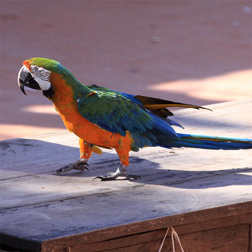 Baby Male & Female Tropicana Macaws