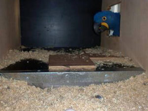 All Species Of Macaws Parrot Eggs