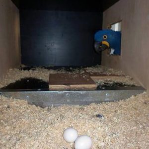 All Species Of Macaws Parrot Eggs