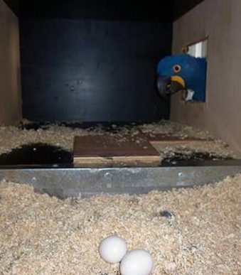 All Species Of Macaws Parrot Eggs