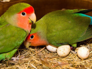 Lovebird Parrot Eggs
