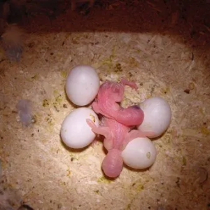 Cockatoo Parrot Eggs