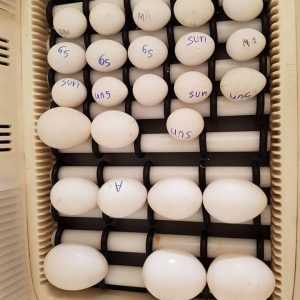 Sollomons Island Eclectus Parrot Eggs