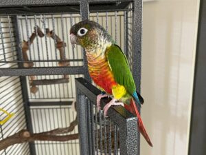 Baby Sun Conure Parrots