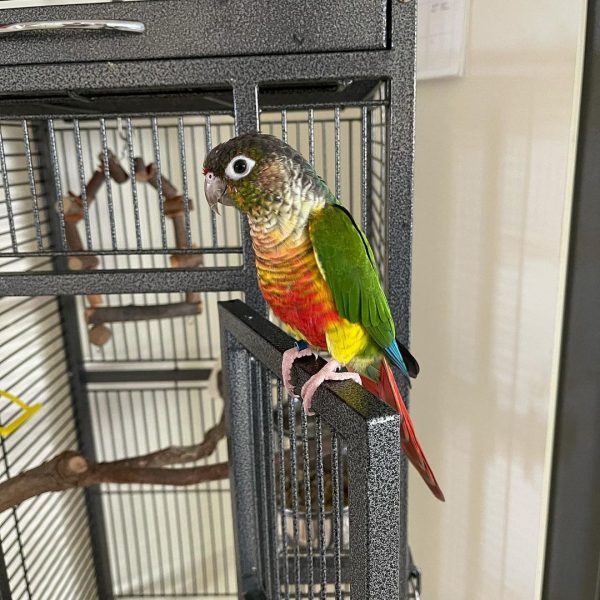 Baby Sun Conure Parrots