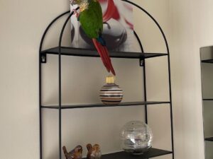 Baby Sun Conure Parrots