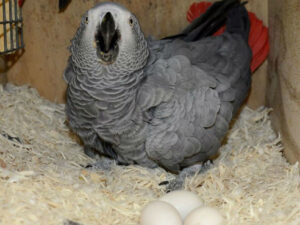 African Grey Parrot Eggs Available