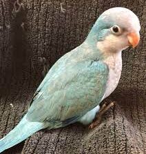 Turquoise Opaline Quaker
