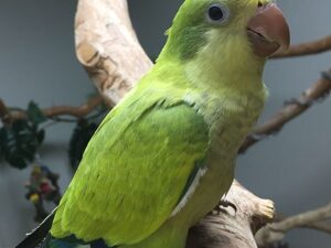 Green Quaker Parrot