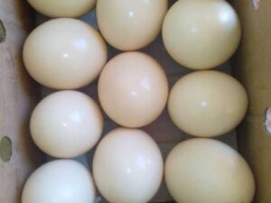 Fresh Fertile Ostrich Eggs For Sale