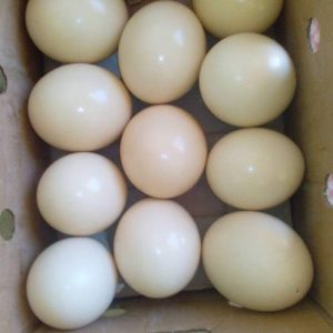 Fresh Fertile Ostrich Eggs For Sale
