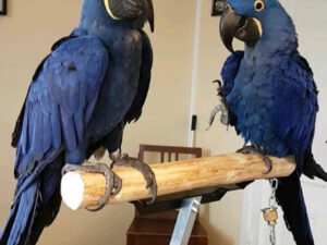 Pair Hyacinth Macaw Parrots