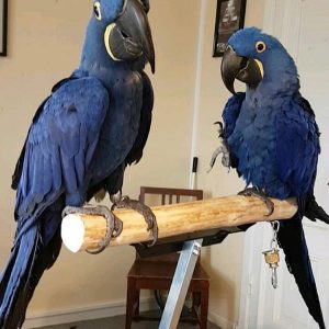 Pair Hyacinth Macaw Parrots