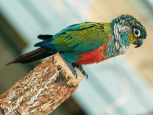 Baby Crimson Bellied Conure Parrots