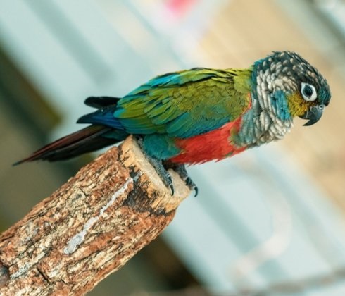 Baby Crimson Bellied Conure Parrots Baby Crimson Bellied Conure Parrots