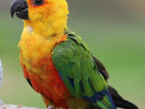 Baby Jenday Conure Parrots