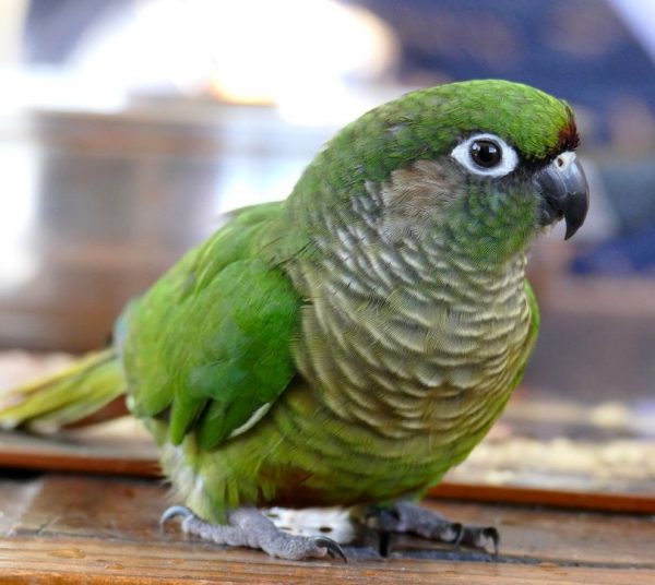 Baby Maroon Bellied Conure Parrots