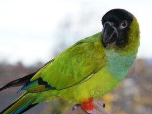 Baby Nanday Conure Parrots