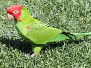 Baby Red Masked Conure Parrots