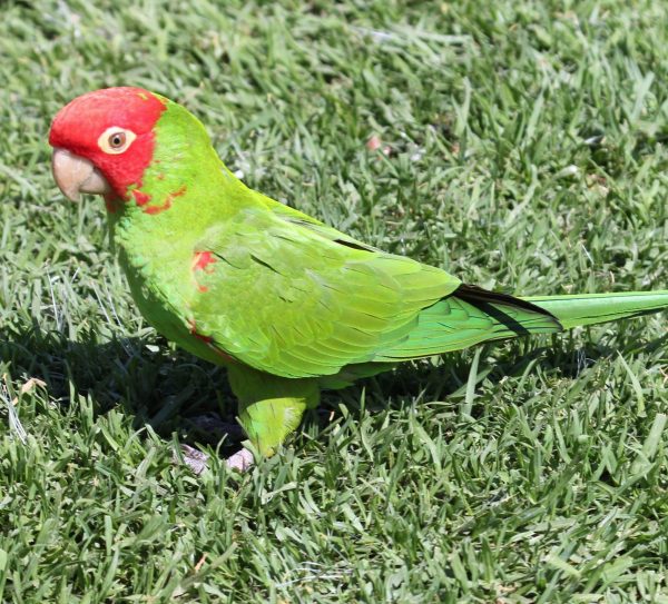 Baby Red Masked Conure Parrots
