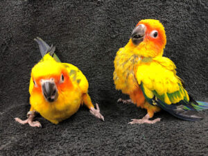 Sun Conure Parrots